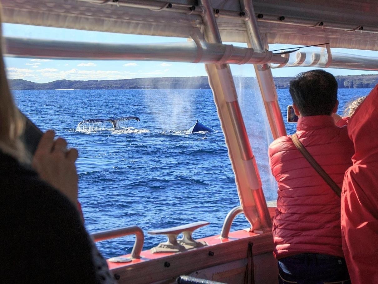 whale watching cruise jervis bay