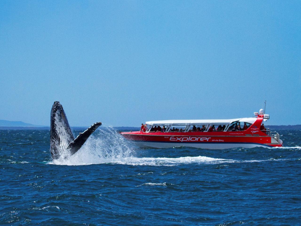 Watch a breaching whale on a Jervis Bay Whale Watching Cruise - KKDay Things to Do in Sydney for the family