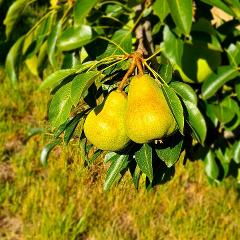 Pick Your Own Organic Pears 2025