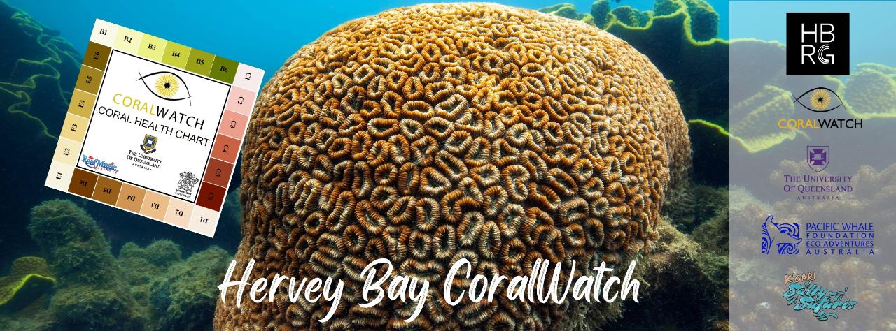 Hervey Bay Coral Watch Talk
