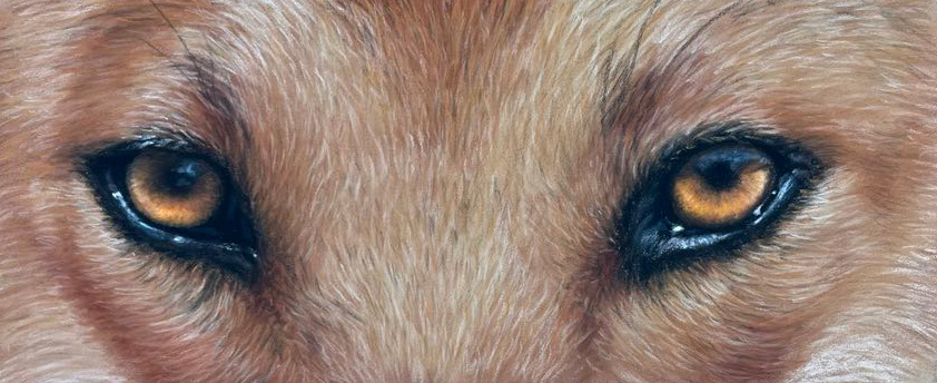 Drawing Realistic Dingo Eyes in Soft Pastel