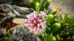Wildflower Wander: Thistle Cove to Lucky Bay | GROUNDED Esperance Hiking Festival
