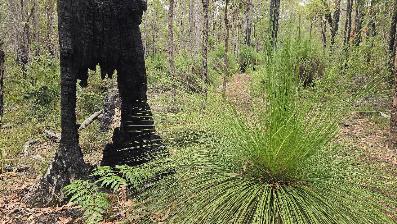 Awaken | Jarrah Heritage Hike