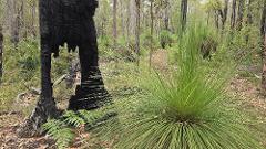 Awaken | Jarrah Heritage Hike