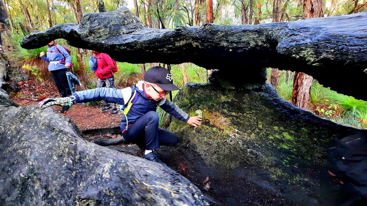 Adventure Awaits: Kids Forest Hike