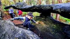 Adventure Awaits: Kids Forest Hike