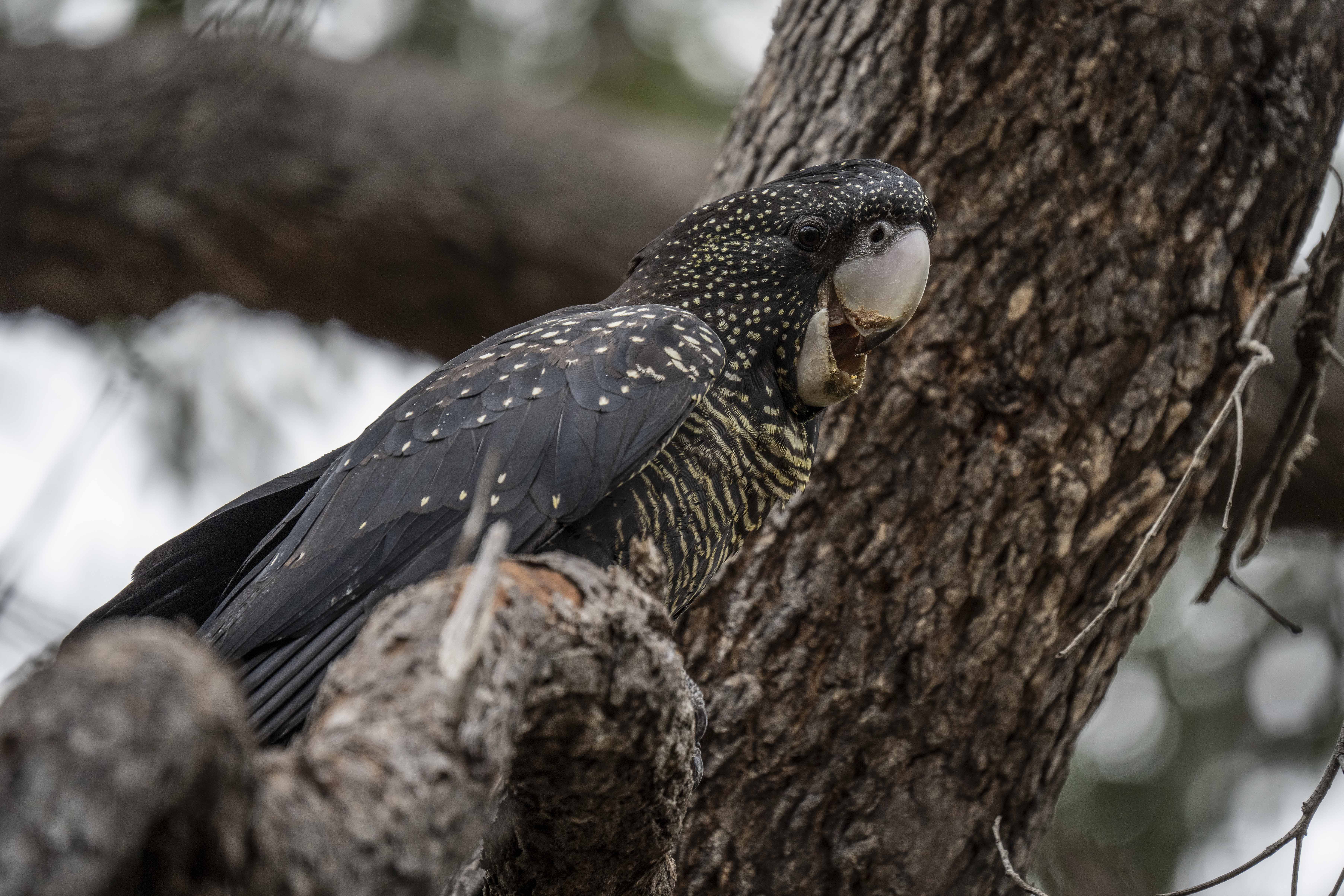 Kaarakin Wildlife Experience