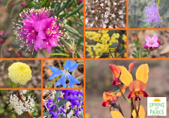 Ways to Be Wild: Wildflower Quest | John Forrest