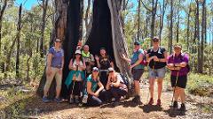 King Jarrah Hiking Experience