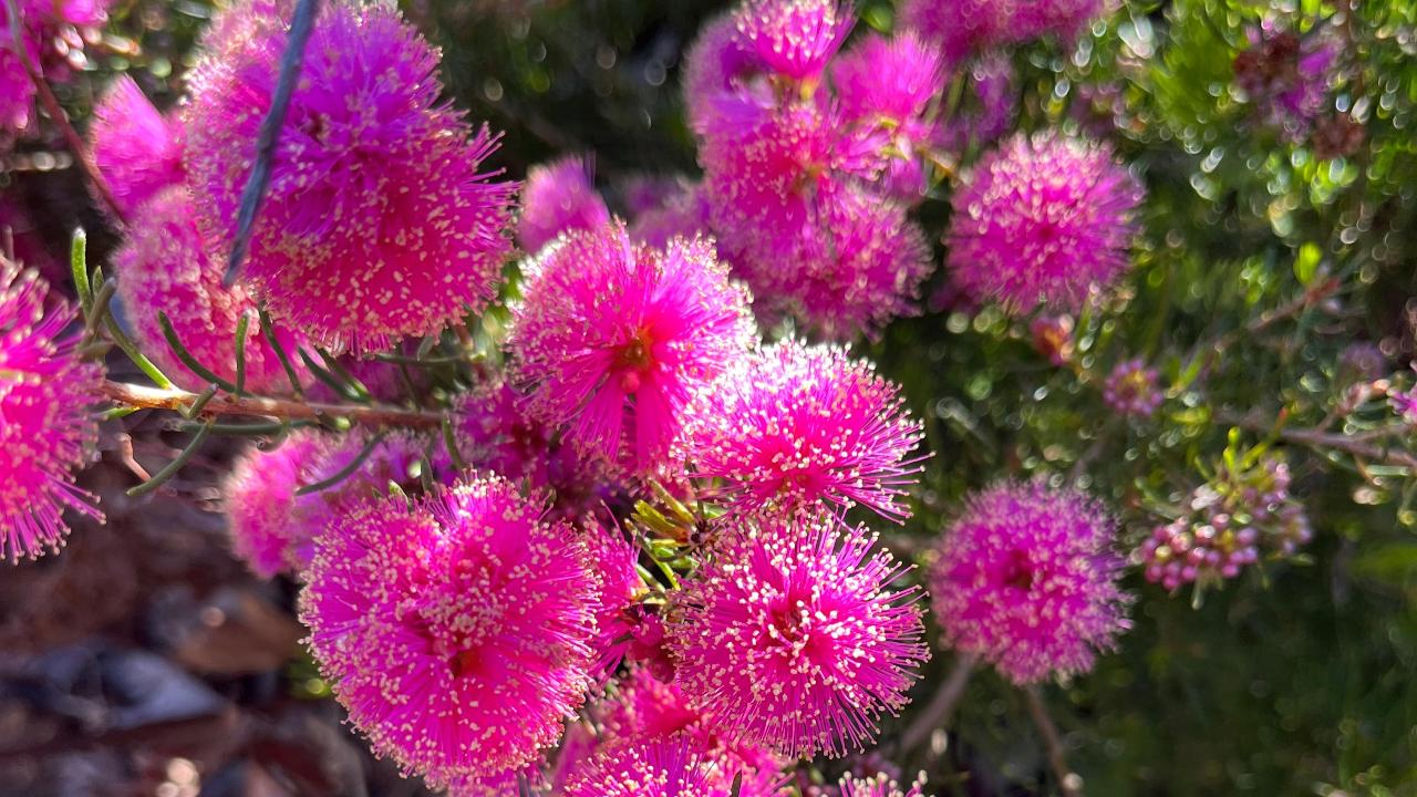 Wildflower Wander | Walyunga National Park