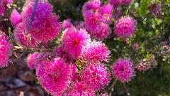 Wildflower Wander | Walyunga National Park
