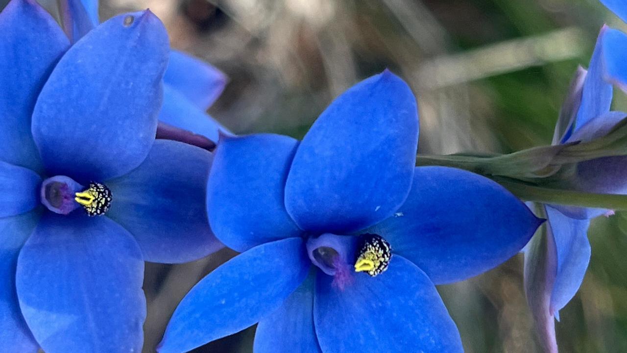 Wildflower Wander | Ellis Brook Valley Reserve