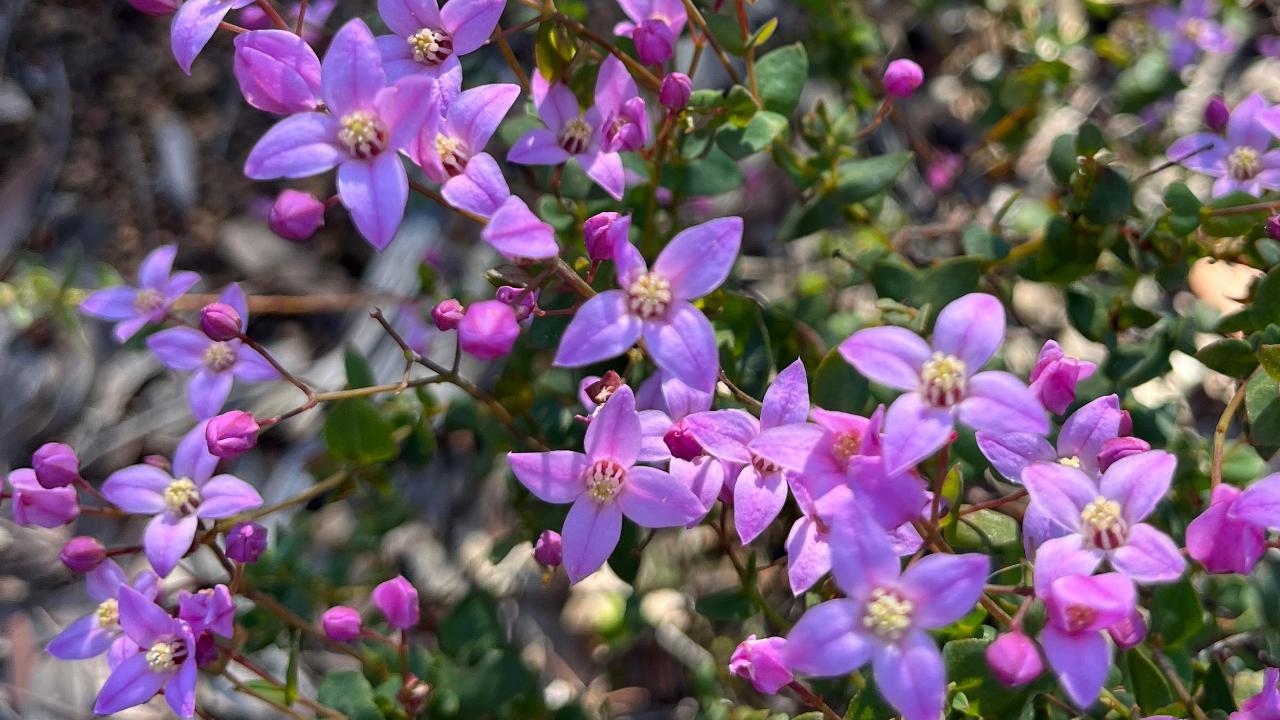 Wildflower Wander | John Forrest National Park
