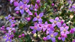 Wildflower Wander | John Forrest National Park