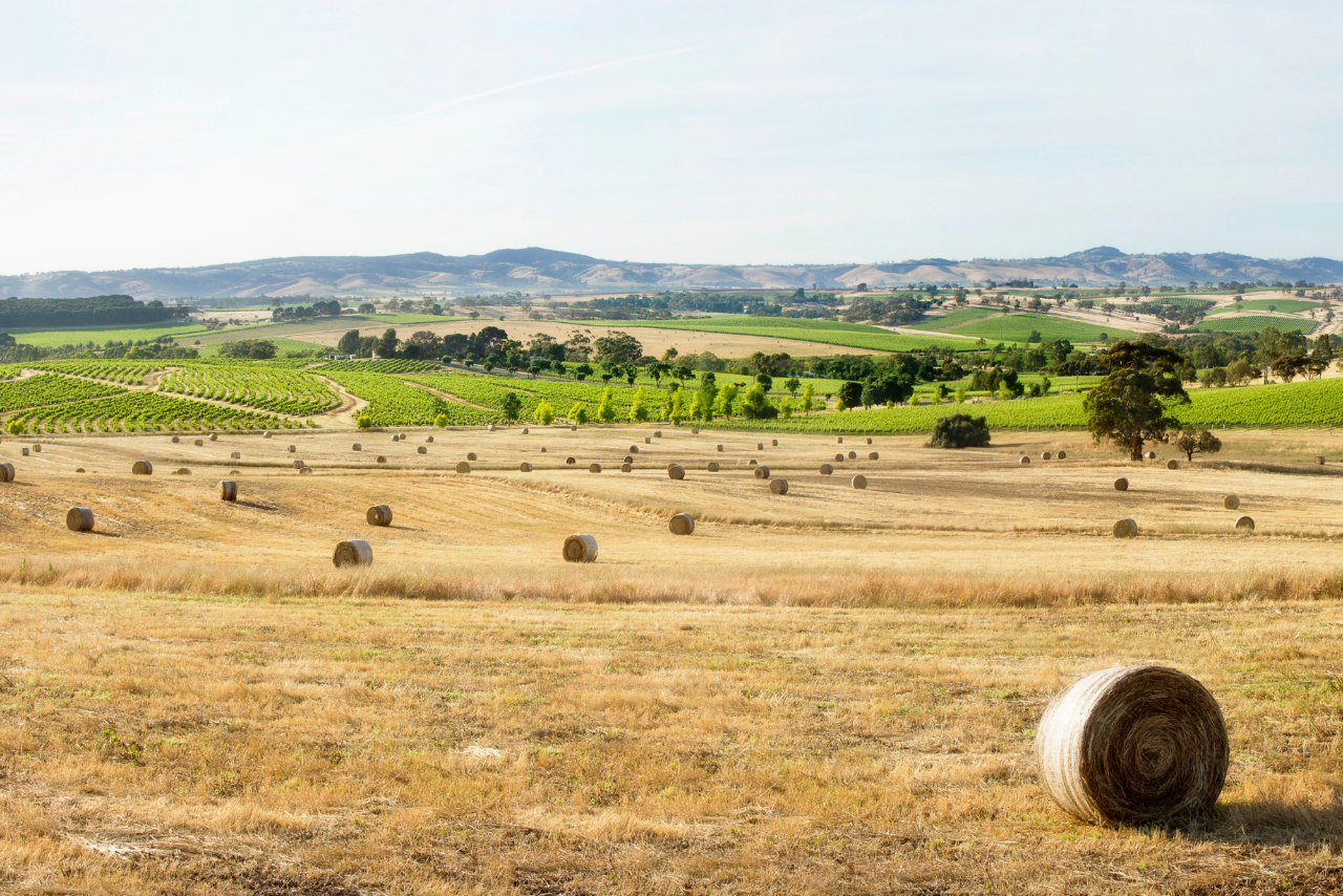 Western Rangers - Two Hands Wines Tasting