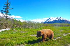 Ultimate Alaskan Adventure