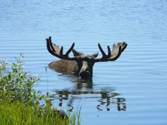 Anchorage Wildlife Photo Safari