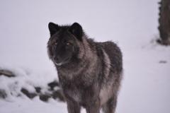 Alaska Wildlife Conservation Center - Winter