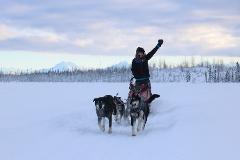 Anchorage 1/2 Day Mushing School