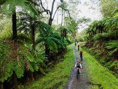 Redwood Forest Mountain Bike Adventure