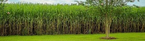 sugarcane_2