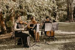 Z. Symphony Among the Tulips