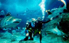 Shark Dive Xtreme