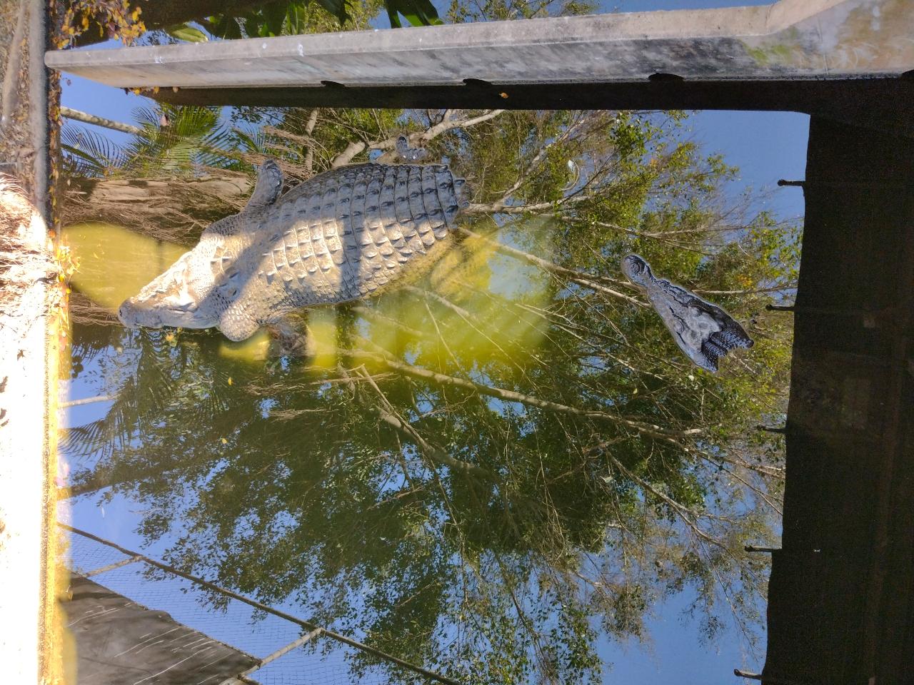 Breeze Darwin city tour and jumping crocodile cruise.