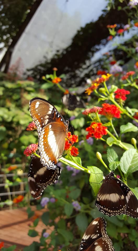 Private Guided One Day Litchfield Park Adventures Tour