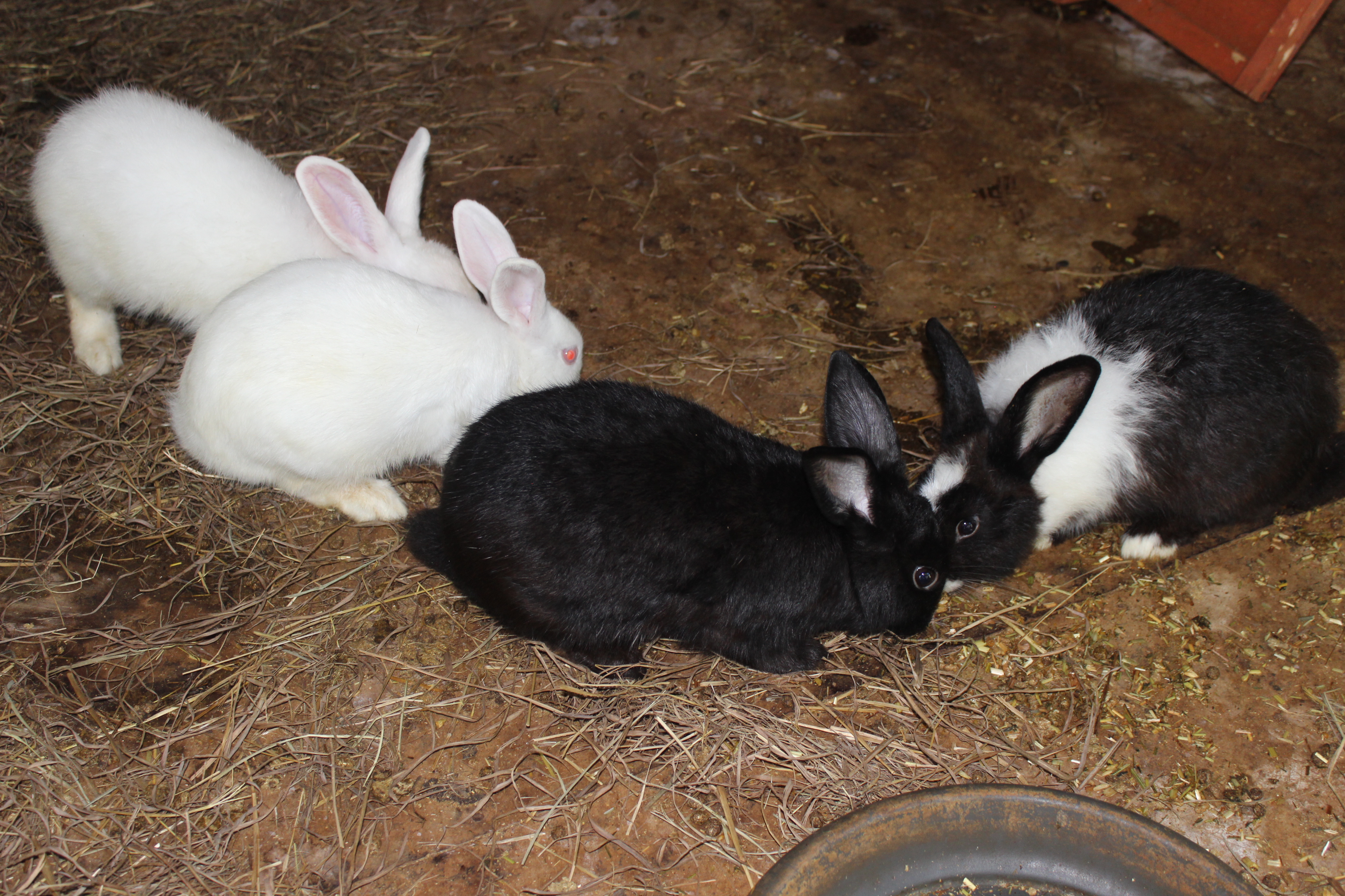 Private Guided One Day Litchfield Park Adventures Tour