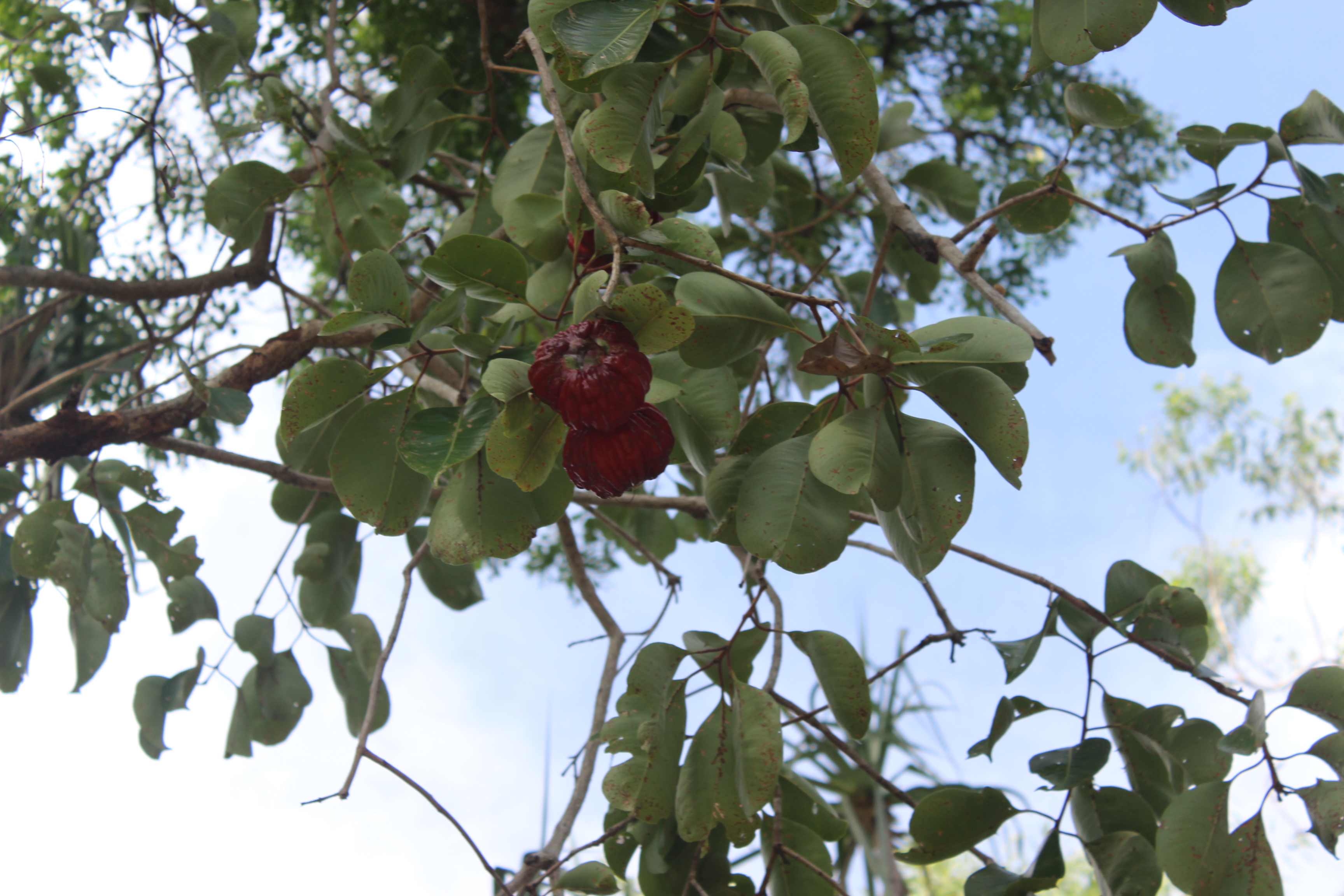 Private Guided One Day Litchfield Park Adventures Tour