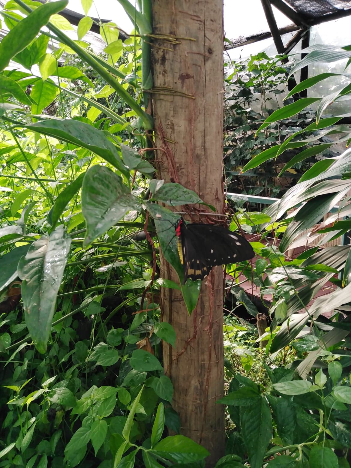 Private Guided One Day Litchfield Park Adventures Tour