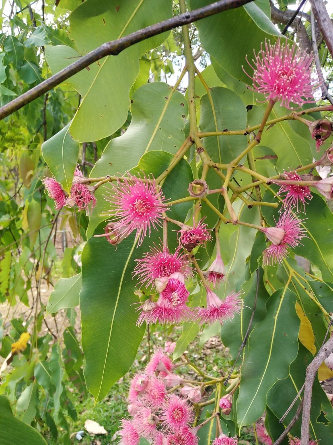 Private Guided One Day Litchfield Park Adventures Tour