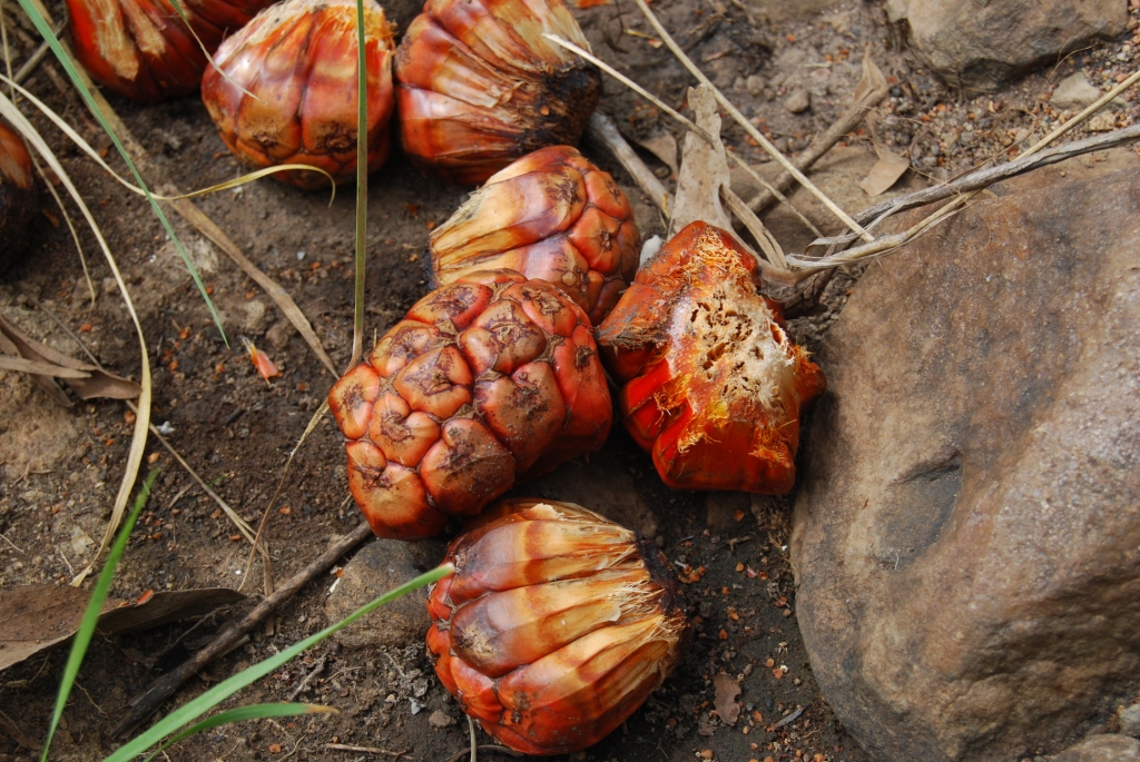 Private Guided One Day Litchfield Park Adventures Tour