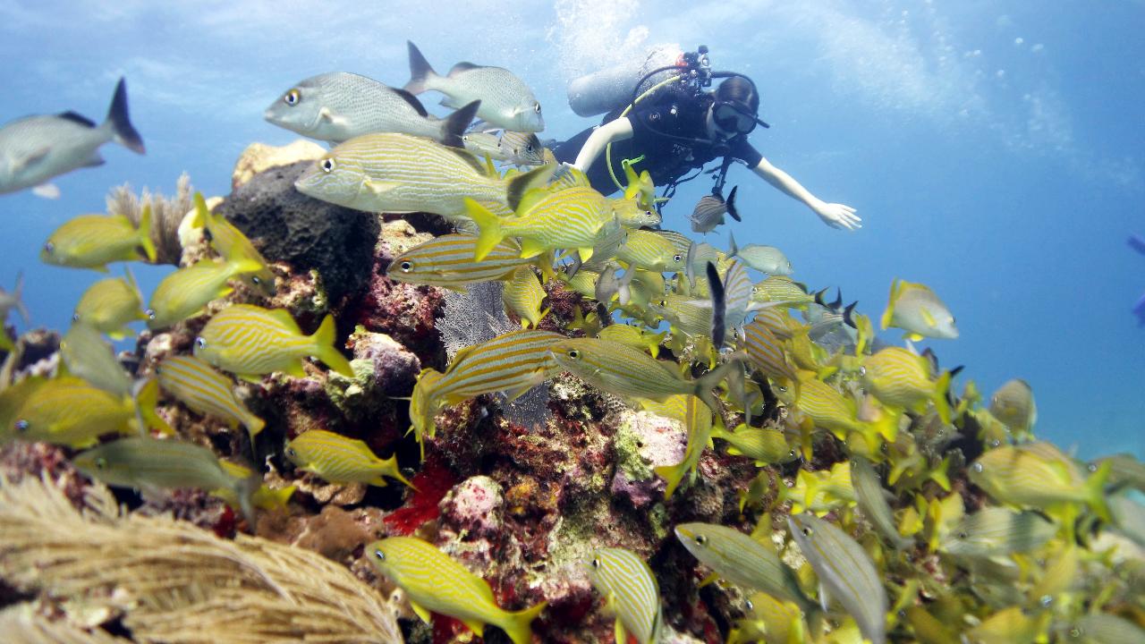 2 Tank REEF DIVES (for certified divers)