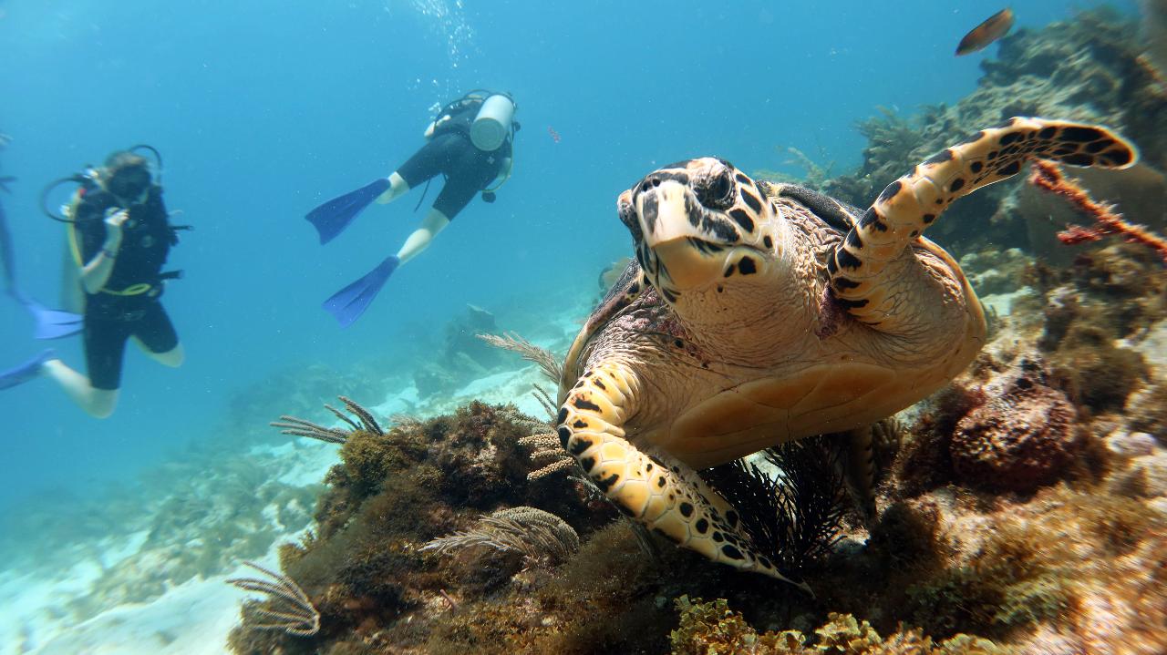 2 Tank PUNTA SUR (LOGGERHEAD TURTLES) / DRIFT DIVE (suitable for experienced certified divers)