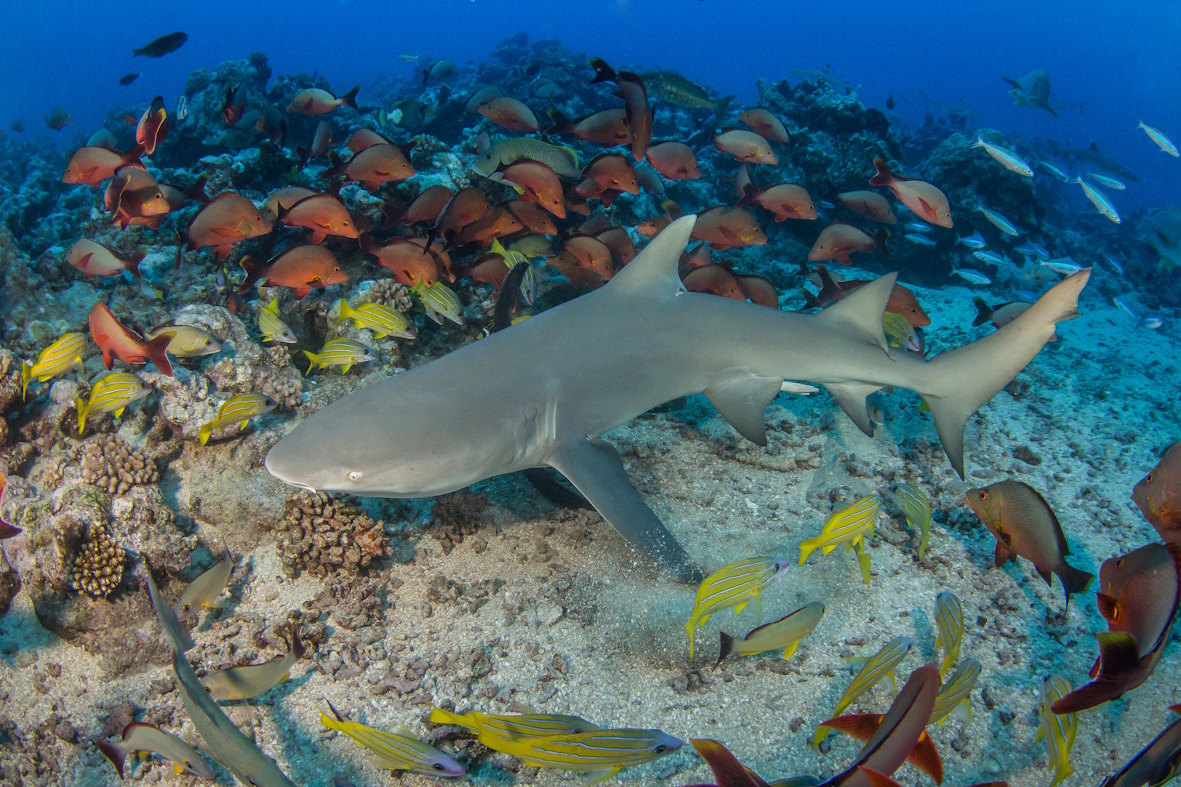 SHARK CONSERVATION ADVENTURE | JAIMES REEF