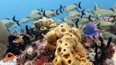 8 Tank MUSA and/or REEF DIVES Package [8 Shallow Dives] (for certified divers)
