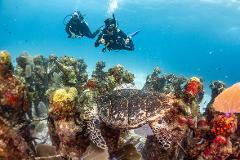6 Tank MUSA & REEF DIVES Package [1x MUSA, 5x REEF DIVES] (suitable for certified divers)