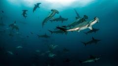 PADI SPECIALTY COURSE - AWARE SHARK CONSERVATION