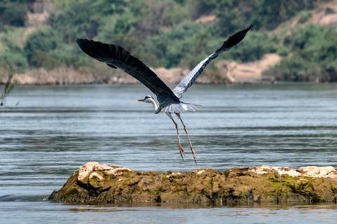 Egret_flying_in_the_Mekong_River_1