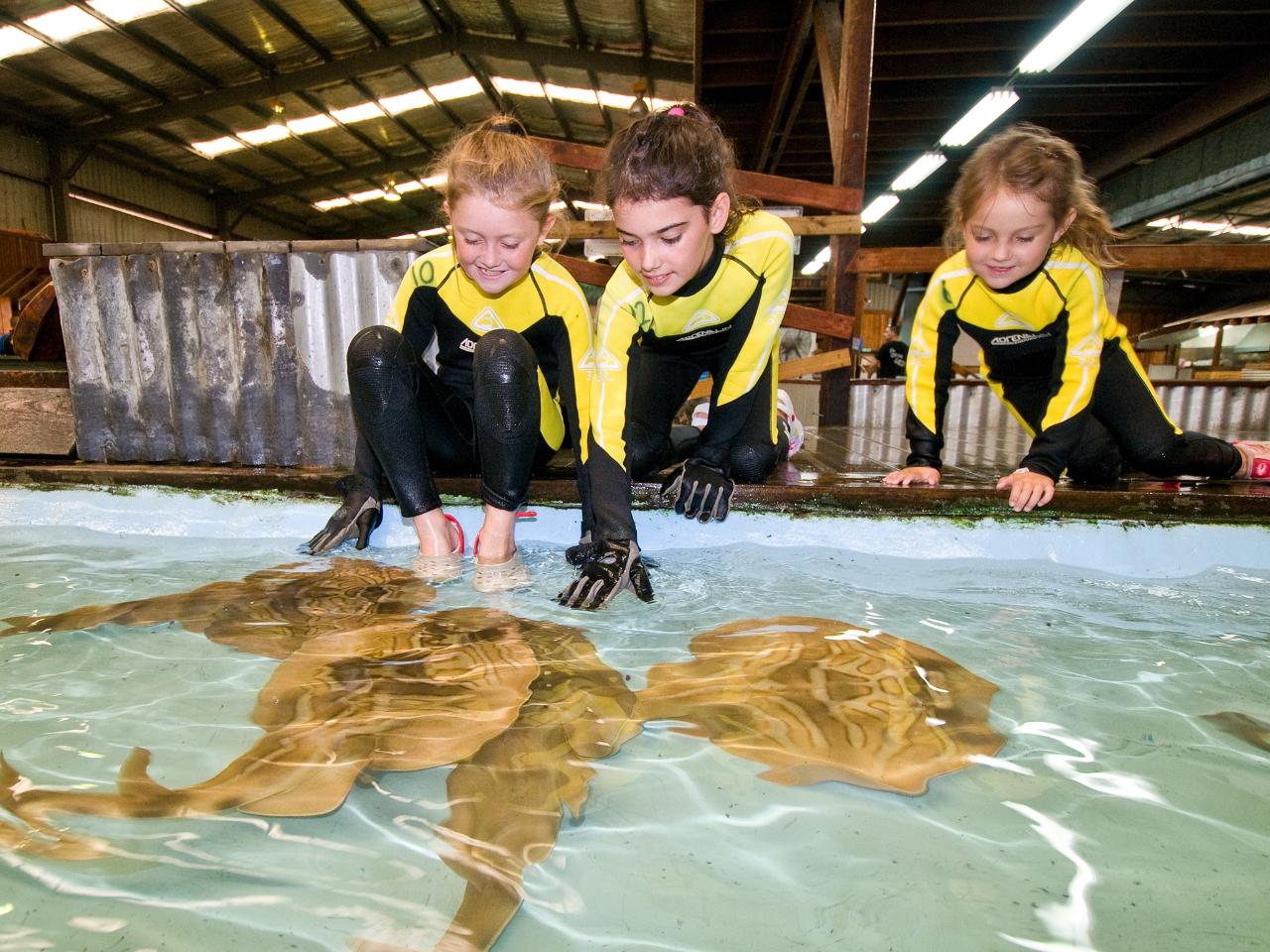Admission to Shark & Ray Rescue Centre