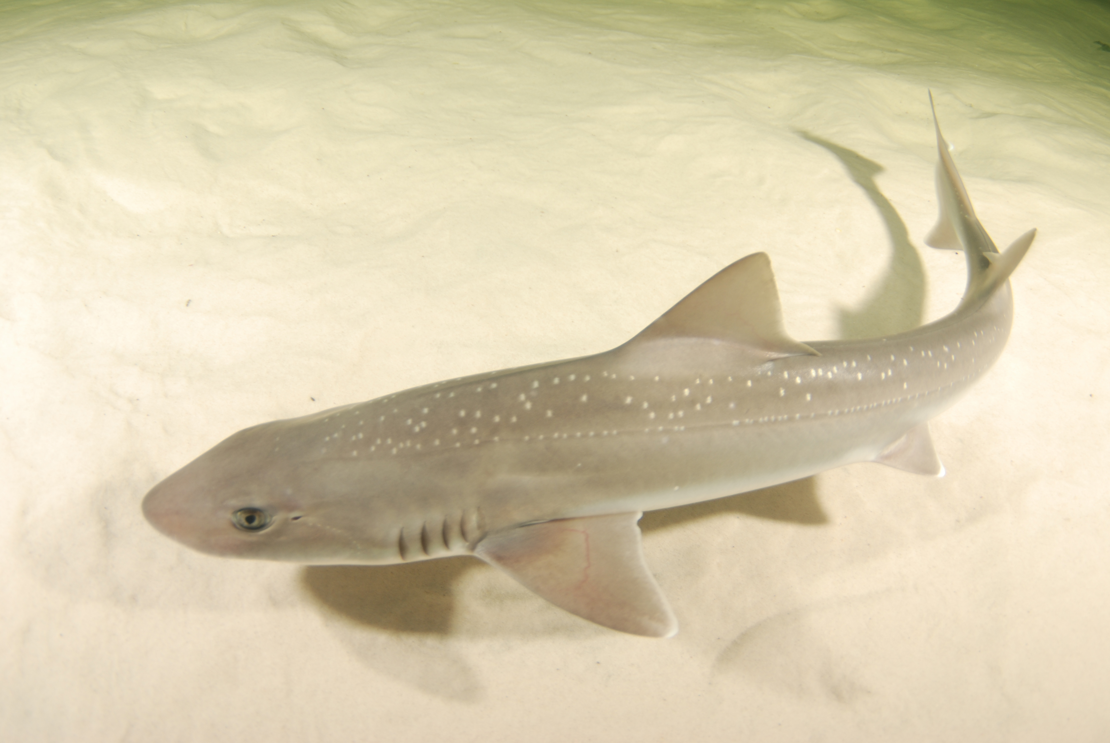 MEGA Ticket-Shark, Ray, Reptiles, Macaws, Reptiles & Underwater Cafe