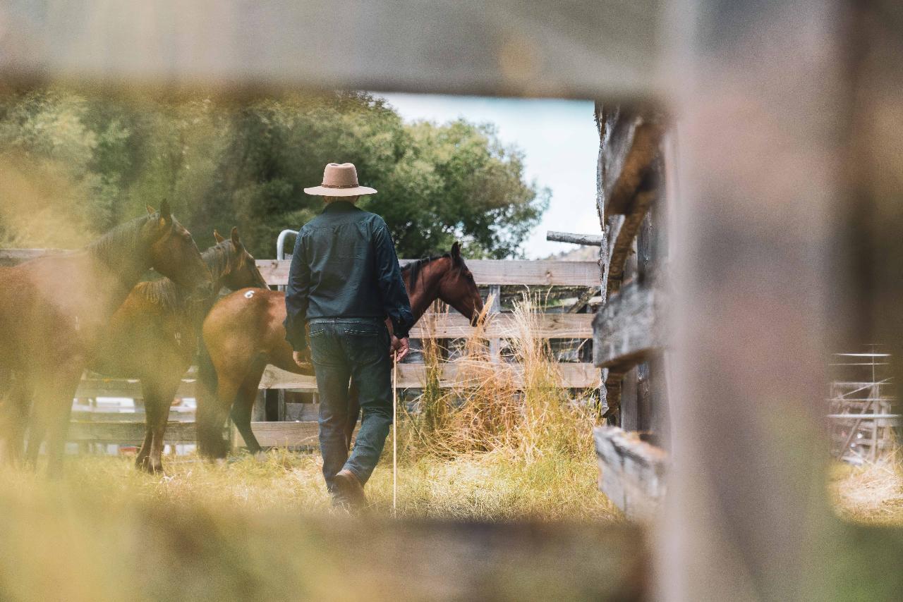 St James Wild Horse Sale