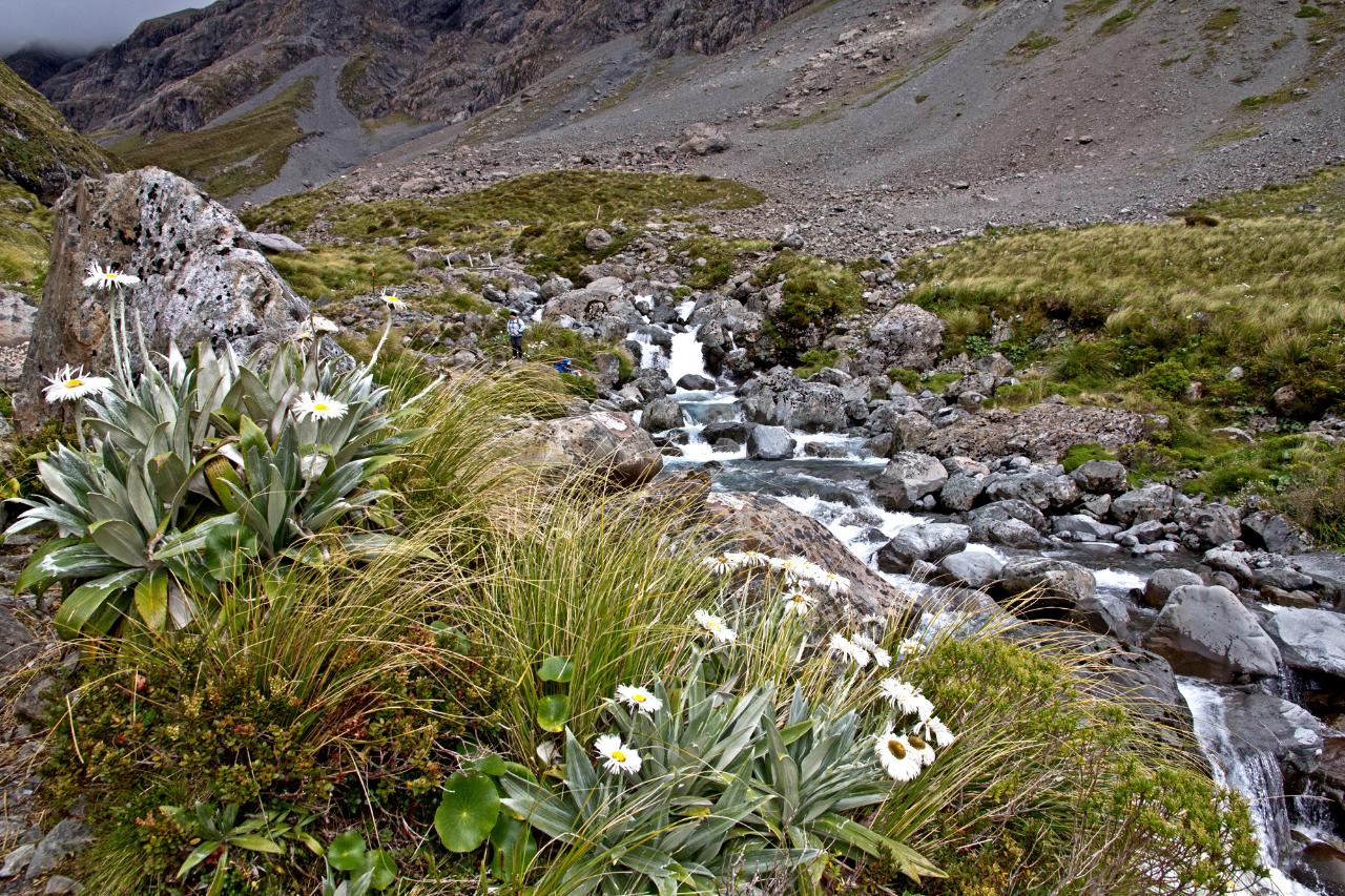 Arthurs Pass Alpine Flora and Wildlife Tour