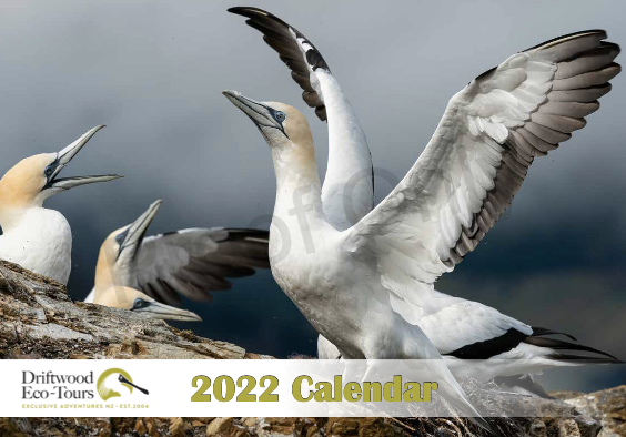 2022 Calendar 