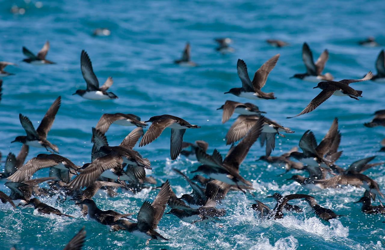 Kaikoura; From mountains to sea Tour