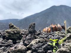 Discover Pacaya Volcano