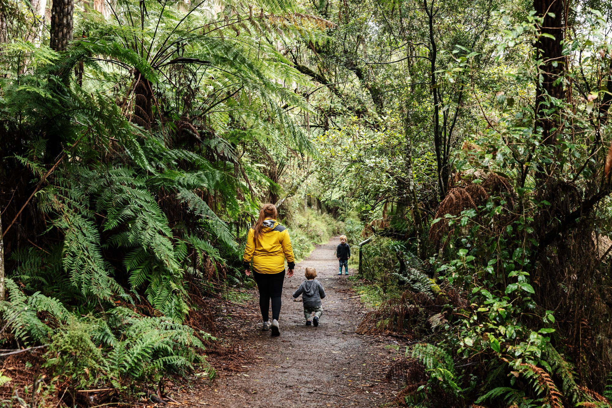 Puffing Billy Rainforest Tour (Cpickup)