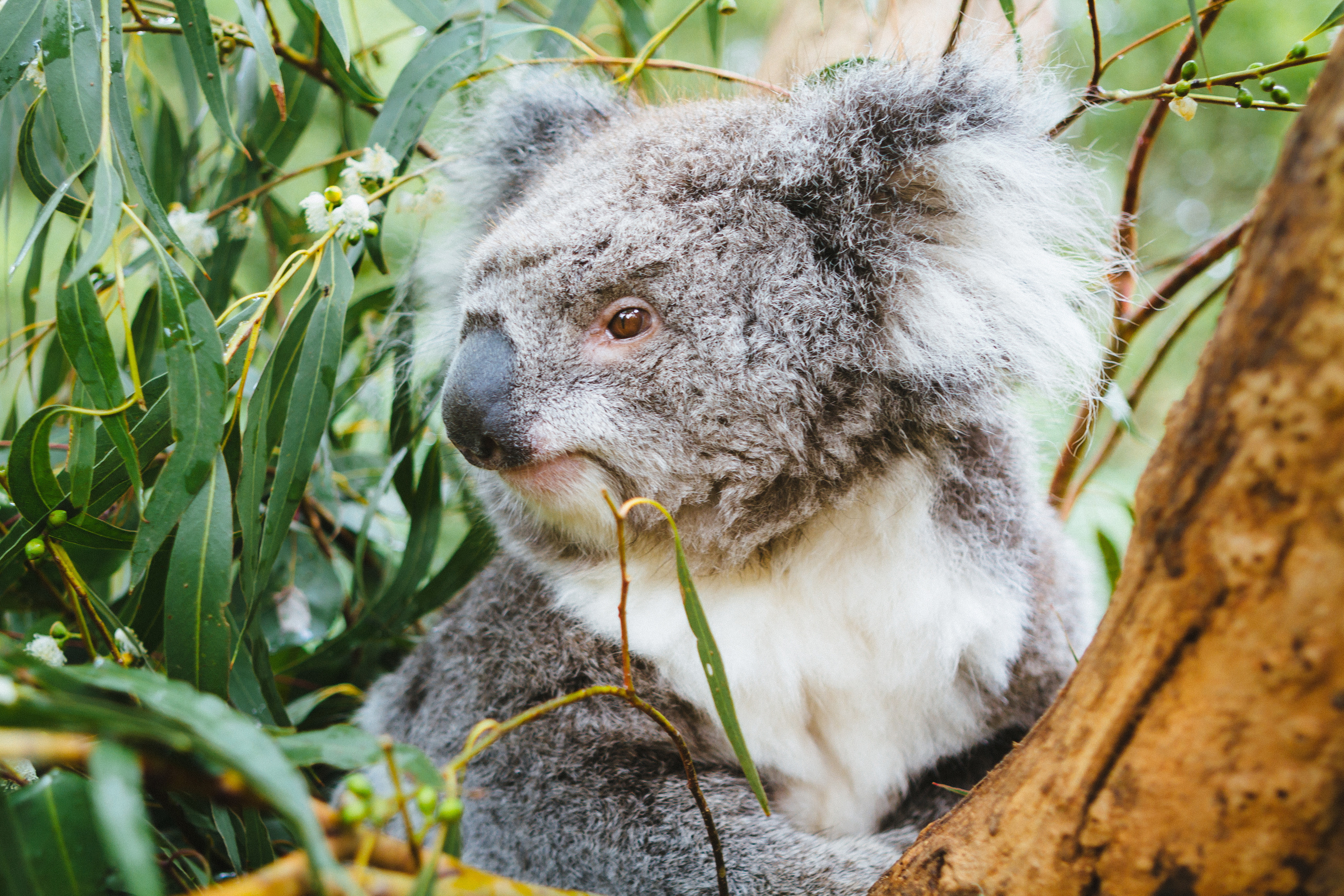 1-Day Puffing Billy and Wildlife Tour